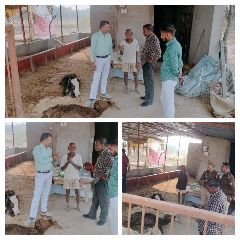 कानपुर14नवम्बर23*बिठूर थाना क्षेत्र की लोहार खेड़ा गौशाला में गोवंश तड़प तड़प कर मरने को है मजबूर कानपुर14नवम्बर23*बिठूर थाना क्षेत्र की लोहार खेड़ा गौशाला में गोवंश तड़प तड़प कर मरने को है मजबूर