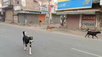 पंजाब16नवम्बर23*शहर में कुत्तों का आतंक, बन रहे हादसों का कारण