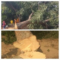 कौशाम्बी17नवम्बर23*👉पुलिसिया संरक्षण में लकड़कट्टे चट कर रहे हैं। हरियाली*