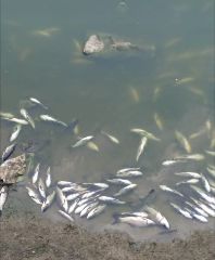 प्रयागराज29नवम्बर23*अराजकतत्वों ने तालाब में डाला जहर मर गई मछलियां*