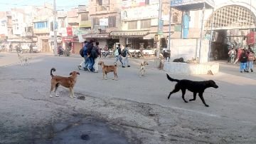 पंजाब08दिसम्बर23*बाजार नं.9 के बाहर कुत्तों का आतंक, बन रहे हादसों का कारण