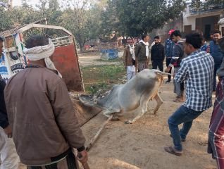 अयोध्या09दिसम्बर23*मेगा अभियान के अंतर्गत चलाया गया छुट्टा पशुओं को पकड़कर स्थानीय गौशाला भेजने का अभियान* अयोध्या09दिसम्बर23*मेगा अभियान के अंतर्गत चलाया गया छुट्टा पशुओं को पकड़कर स्थानीय गौशाला भेजने का अभियान*