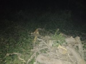 कौशाम्बी13दिसम्बर23*9 हरे पेडों को राजा नाम के लकड़ी माफिया ने काट डाला*