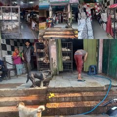 सहारनपुर24दिसम्बर23*गंगोह बसअड्डे स्थित मुर्गा कटान से जनता कर बैठी त्राहिमाम...* सहारनपुर24दिसम्बर23*गंगोह बसअड्डे स्थित मुर्गा कटान से जनता कर बैठी त्राहिमाम...*