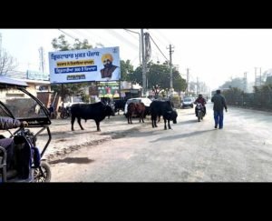 पंजाब 19 जनवरी 2024* मलोट चौक पर आवारा पशुओं का आतंक