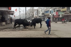 पंजाब 20 जनवरी 2024* बाजार नं. 9 के बाहर सांडों ने मचाया आतंक, राहगीर बाल-बाल बचे