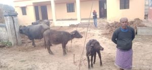 कौशाम्बी27जनवरी24*बालकमऊ पंचायत घर बना भैसों का तबेला पंचायत घर में हुआ जमकर भष्ट्राचार*