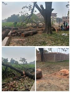 कौशाम्बी30जनवरी24*महुआ नीम के काट दिया दर्जनों हरे पेड़ जिम्मेदार अधिकारी मौन*