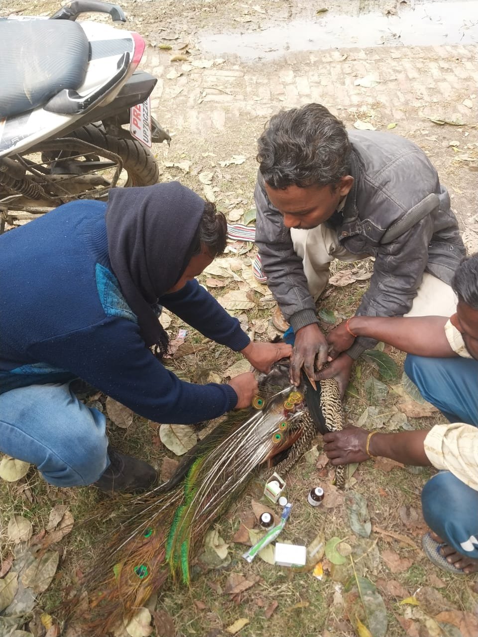 कौशाम्बी05फरवरी24*राष्ट्रीय पक्षी मोर को कुत्तों ने काट कर किया घायल* कौशाम्बी05फरवरी24*राष्ट्रीय पक्षी मोर को कुत्तों ने काट कर किया घायल*