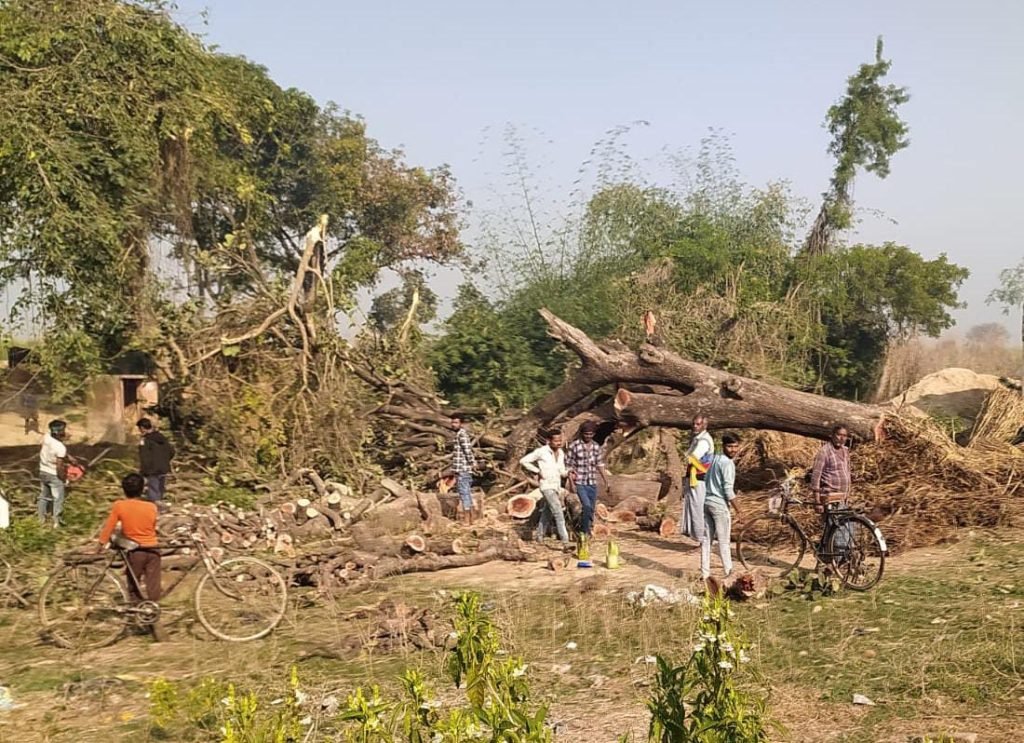 कौशाम्बी21फरवरी24*लकड़ी माफिया लगा रहे हैं पर्यावरण को पलीता*