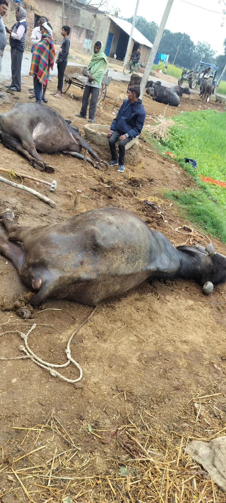 कौशाम्बी27फरवरी24*11 हजार हाईटेंशन की विद्युत तार से उतरा करेंट दो मवेशी की दर्दनाक मौत*