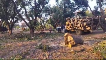 बिजनौर07फरवरी24*नजीबाबाद के ग्राम जहानाबाद में चला हरे भरे पेड़ों पर आरा।