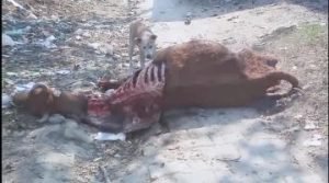 कानपुर12फरवरी24*चौबेपुर विकास खण्ड अंतर्गत गऊओ की हो रही दुर्दशा*