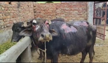 मथुरा26फरवरी24*अज्ञात कारण से लगी आग तीन भैंस झुलसी, एक भैंस की मौत, लाखों का सामान हुआ खाक मथुरा26फरवरी24*अज्ञात कारण से लगी आग तीन भैंस झुलसी, एक भैंस की मौत, लाखों का सामान हुआ खाक