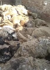 पंजाब07मार्च24*भेडों के बाडे में जंगली जानवर का हमला, 53 भेडों की दर्दनाक मौत*