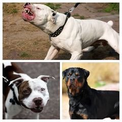 लखनऊ14मार्च24*अब विदेशी नश्लो के कुत्ते नही पाल सकेंगे लोग घरों में।