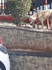 लखनऊ15मार्च24*मनमानी का दस्तूर जारी- इंसानी कटे अंगो के निस्तारण मामलें में उड़ाई गई धज्जियां