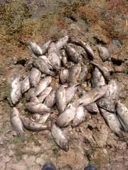 कौशाम्बी16मार्च24*तालाब में उतराती मिली मछली जहर डालने की चर्चा*