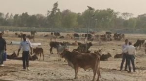 बाराबंकी20मार्च24*गैर प्रांत के चरवाहों को सैकड़ों गौवंशीय साथ ग्रामीणों ने घेरकर किया पुलिस के हवाले