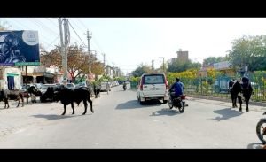 पंजाब गुरुवार, 04 अप्रैल 2024* अबोहर-मलोट चौक पर आवारा पशुओं का आतंक