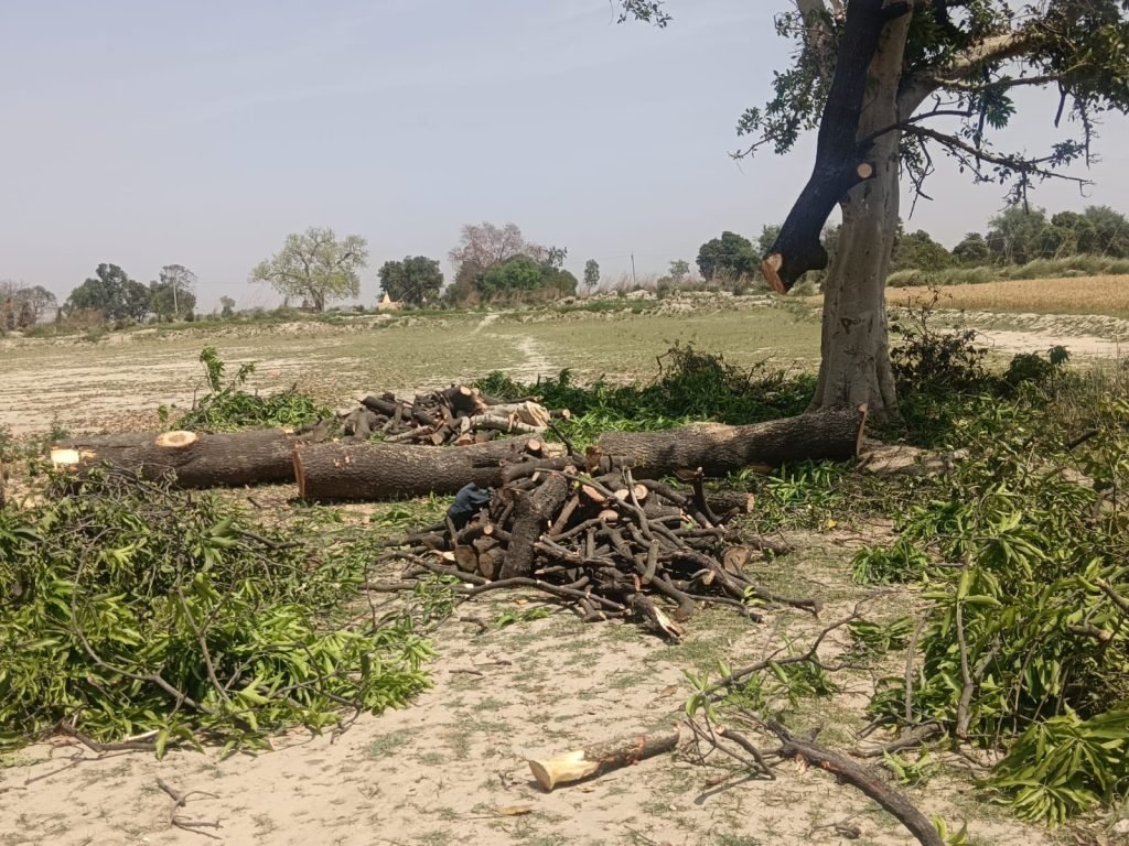 कानपुर नगर01मार्च24*वन विभाग को बिना बताए हरे आम के पेड़ों की अवैध कटान जारी कानपुर नगर01मार्च24*वन विभाग को बिना बताए हरे आम के पेड़ों की अवैध कटान जारी