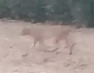 बाराबंकी 19 अप्रैल 24*तेंदुए का वीडियो वायरल, वन विभाग बता रहा जंगली बिल्ली