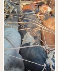 गोपालगंज01अप्रैल24*उतर प्रदेश से बिहार जा रही पशुओं की खेप को बिहार पुलिस ने पकडा*