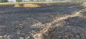 कौशाम्बी13अप्रैल24*गेहूं की पराली में अराजक तत्वों ने लगाई आग किसानों की फसल जलकर राख*