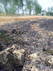 अयोध्या18अप्रैल24*शार्टसर्किट से लगी आग, किसानों की गेहूं फसल जलकर राख, किसानों में आक्रोश