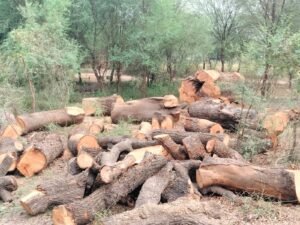 मिर्जापुर 17 मई 24*गंगा के तटवर्ती गावों में फलदार पेड़ों की अंधाधुंध कटाई, वन विभाग के अधिकारी बांध लिए हैं आंख पर पट्टी*