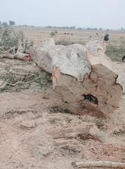 कौशाम्बी17मई24*हरे विशाल पेड़ को काटकर उठा ले गए लकड़ी माफिया*