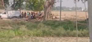 कौशाम्बी25मई24*चौकी प्रभारी मूरतगंज की गोद में खेल रहे लकड़ी माफिया*