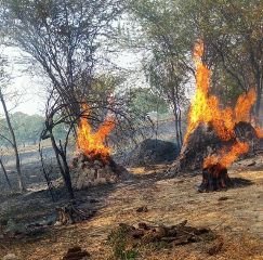 कानपुर देहात28मई2024*ईंधन में आग लगने से भैंस झुलसी।