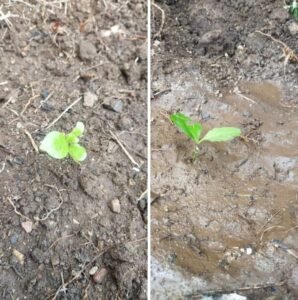 अनूपपुर 05 जून 24*स्वयंसेवकों ने संघ कार्यालय में किया पौधारोपण