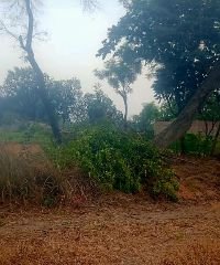 कौशाम्बी01जून24*कई दिन से काटे जा रहे हैं हरे पेड़*