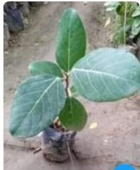 अनूपपुर म0प्र002जून24*सभी शासकीय परिसरों में लगाया जाए राजकीय वृक्ष बरगद