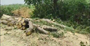 कानपुर09जून2024*वन विभाग का दरोगा सेटिंग बनाकर कटवा रहा हरे पेड़। कानपुर09जून2024*वन विभाग का दरोगा सेटिंग बनाकर कटवा रहा हरे पेड़।