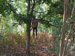 हरदोई10जून24*आम के पेड़ में लटकता मिला शव