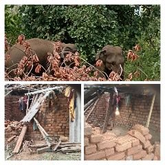 अनूपपुरम0प्र017जून24**अनूपपुर में फिर आया हाथी, पिछले बार मचाया था तांडव, अनूपपुरम0प्र017जून24**अनूपपुर में फिर आया हाथी, पिछले बार मचाया था तांडव,