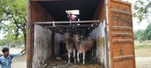 कौशाम्बी20जून24*तस्करी कर ले जाए जा रहे 28 गोवंश को पुलिस ने किया बरामद*