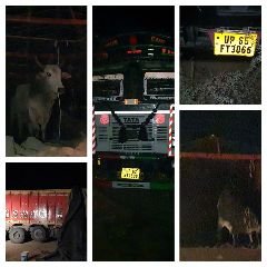 कानपुर देहात 24 जून24* के मूसानगर थाना पुलिस को मिली बड़ी सफलता दो ट्रकों से बरामद किए 53 गोवंश*