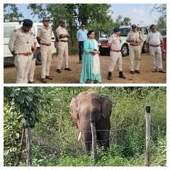 अनूपपुर24जून24*नौ दिनों से जैतहरी एवं अनूपपुर के जंगल में डेरा जमाए दो नर हाथी,