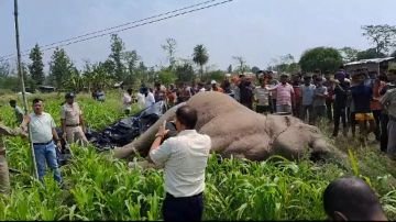 नैनीताल25जून24*करंट की चपेट में आकर हाथी की हुई दर्दनाक मौत