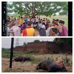 कानपुर देहात26जून24*विद्युत करंट की चपेट में आकर ग्राम-तरौंदा में दो दुधारू पशुओं की हुई मौत।* कानपुर देहात26जून24*विद्युत करंट की चपेट में आकर ग्राम-तरौंदा में दो दुधारू पशुओं की हुई मौत।*