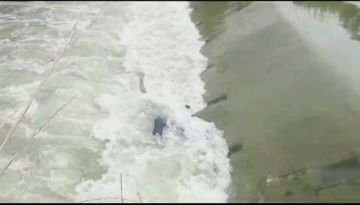 कानपुर देहात 30 जून 24रामगंगा नहर में मिला अज्ञात अधेड़ का शव* कानपुर देहात 30 जून 24रामगंगा नहर में मिला अज्ञात अधेड़ का शव*