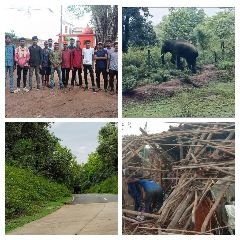 अनूपपुर30जून24*हाथियों को जिले से बाहर करने के लिए पश्चिम बंगाल से पहुचा 14 सदस्यी दल अनूपपुर30जून24*हाथियों को जिले से बाहर करने के लिए पश्चिम बंगाल से पहुचा 14 सदस्यी दल