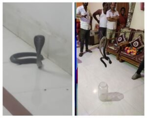 अनूपपुर 25 जून 24*रेस्ट हाउस में मिला कोबरा नांग*