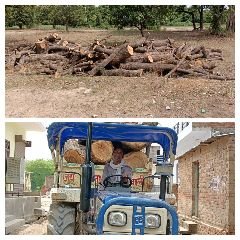 फतेहपुर3जुलाई24*धाता रेन्जर व क्षेत्रीय वन दरोगा की मिलीभगत से उजाड़ी जा रही हरियाली