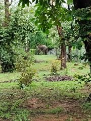 अनूपपुर4जुलाई24*किसी भी हालात में लौटने को नहीं राजी दोनों हाथी,पश्चिम बंगाल के दल एवं वनविभाग को दे रहे चकमा