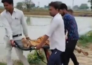 मथुरा06जुलाई24*हाइटेंशन लाइन टूटने से खेत मे करेंट, महिला की मौके पर ही मौत।